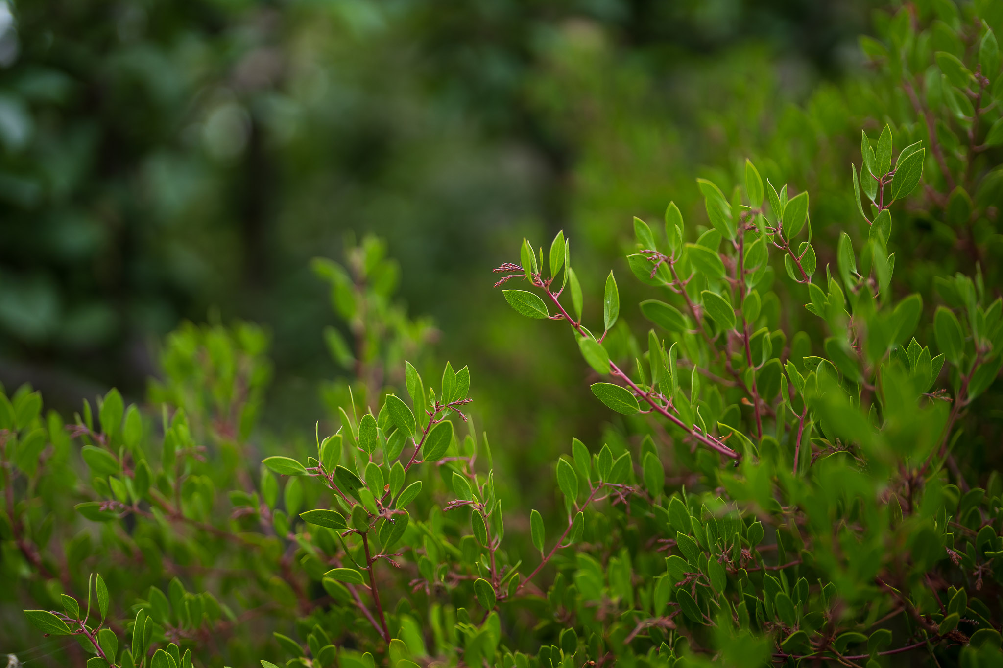 sony 50mm 1.2 gm review portrait normal lens 02