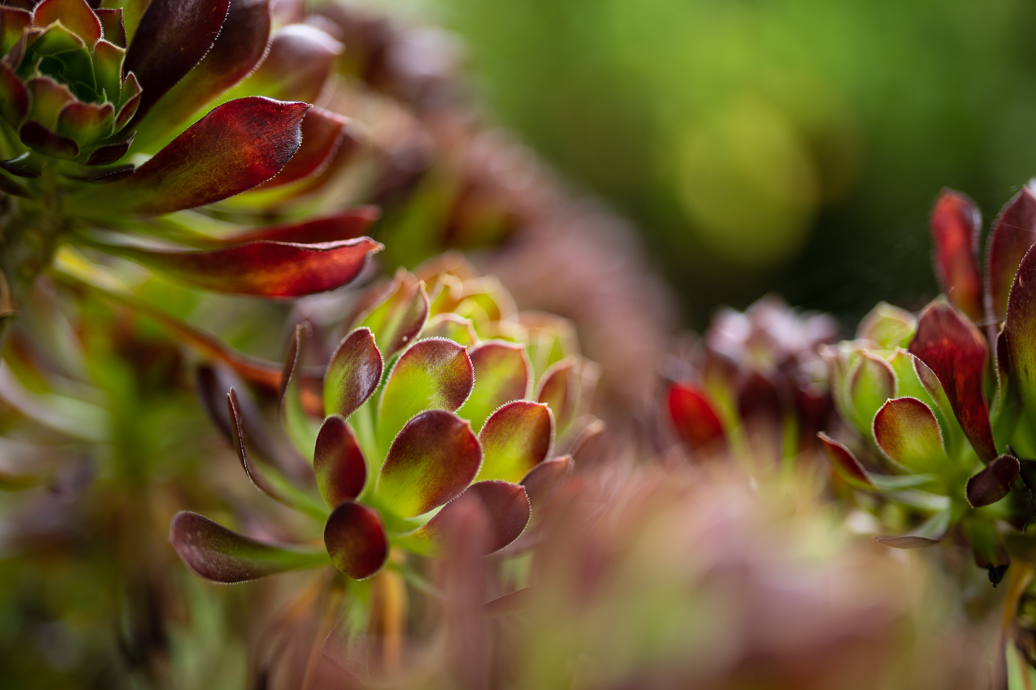 Close up plants