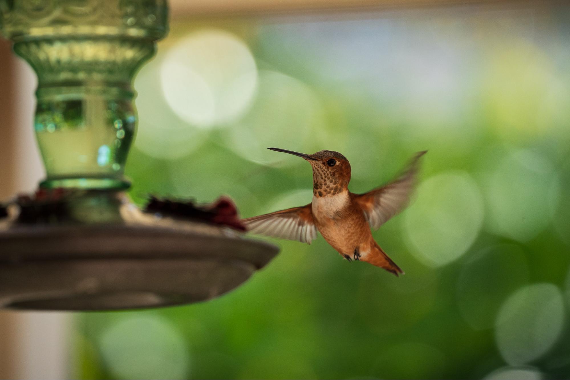 Hummingbird