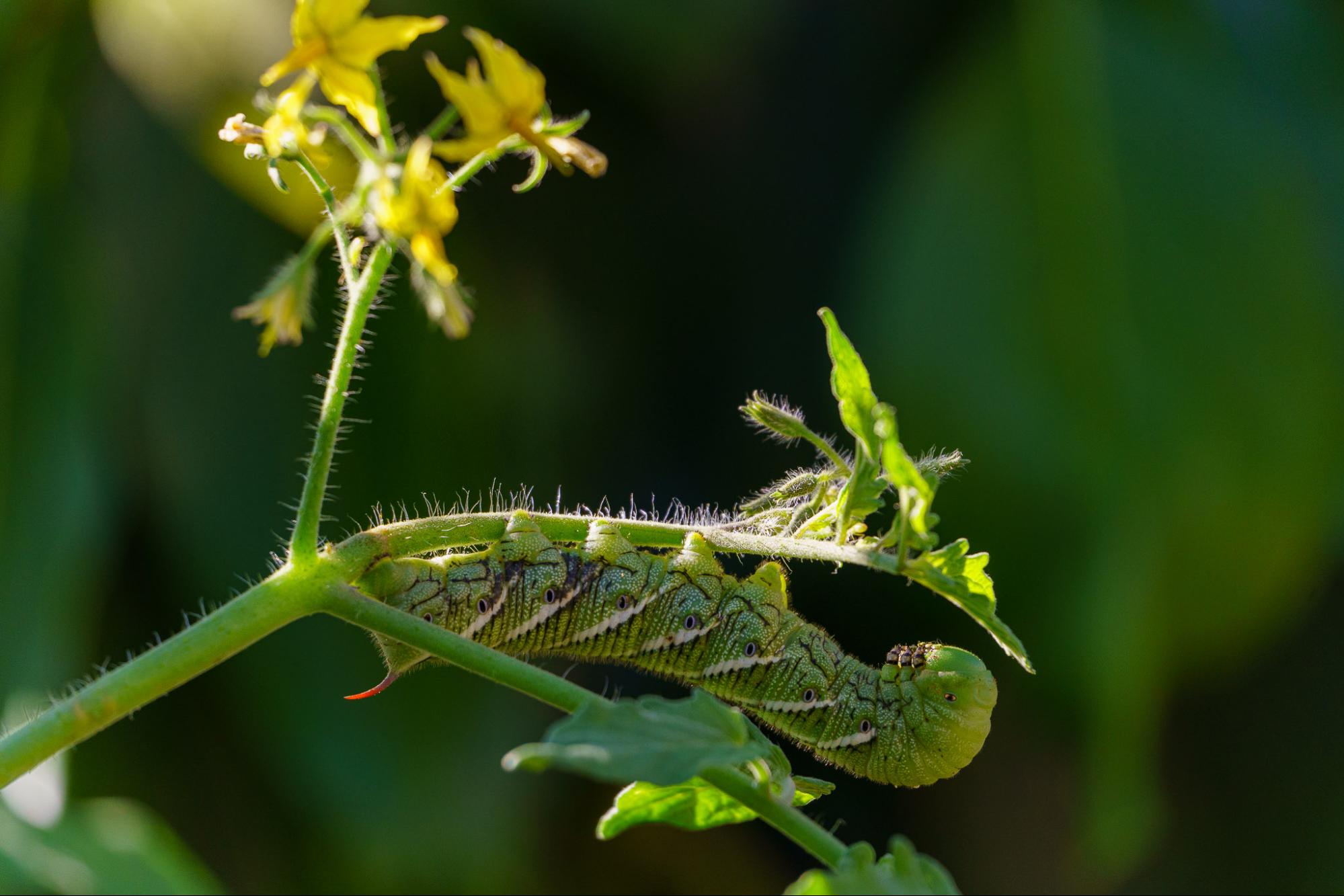Caterpillar