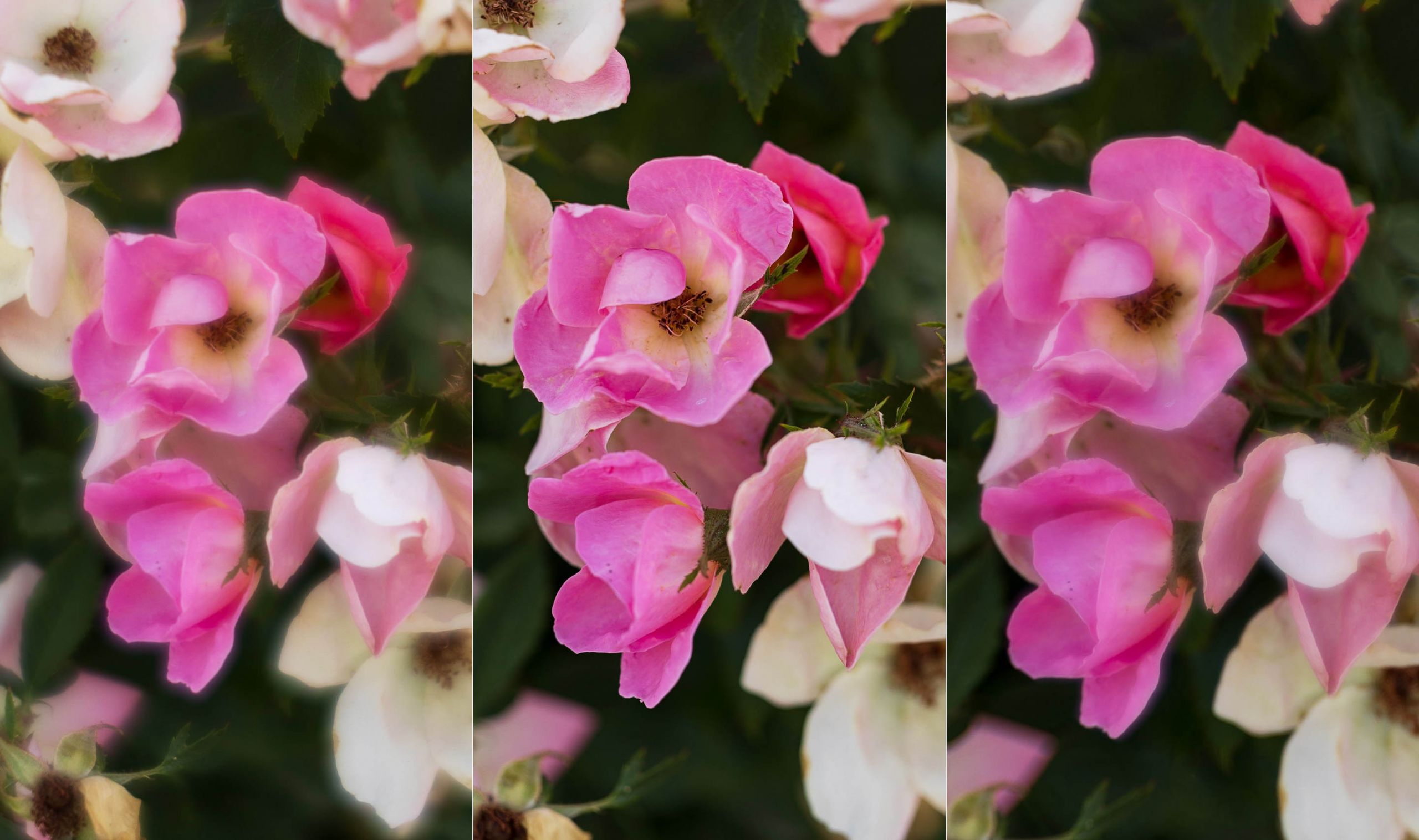 canon rf 100mm f 2.8 L macro SA spherical aberration control sample