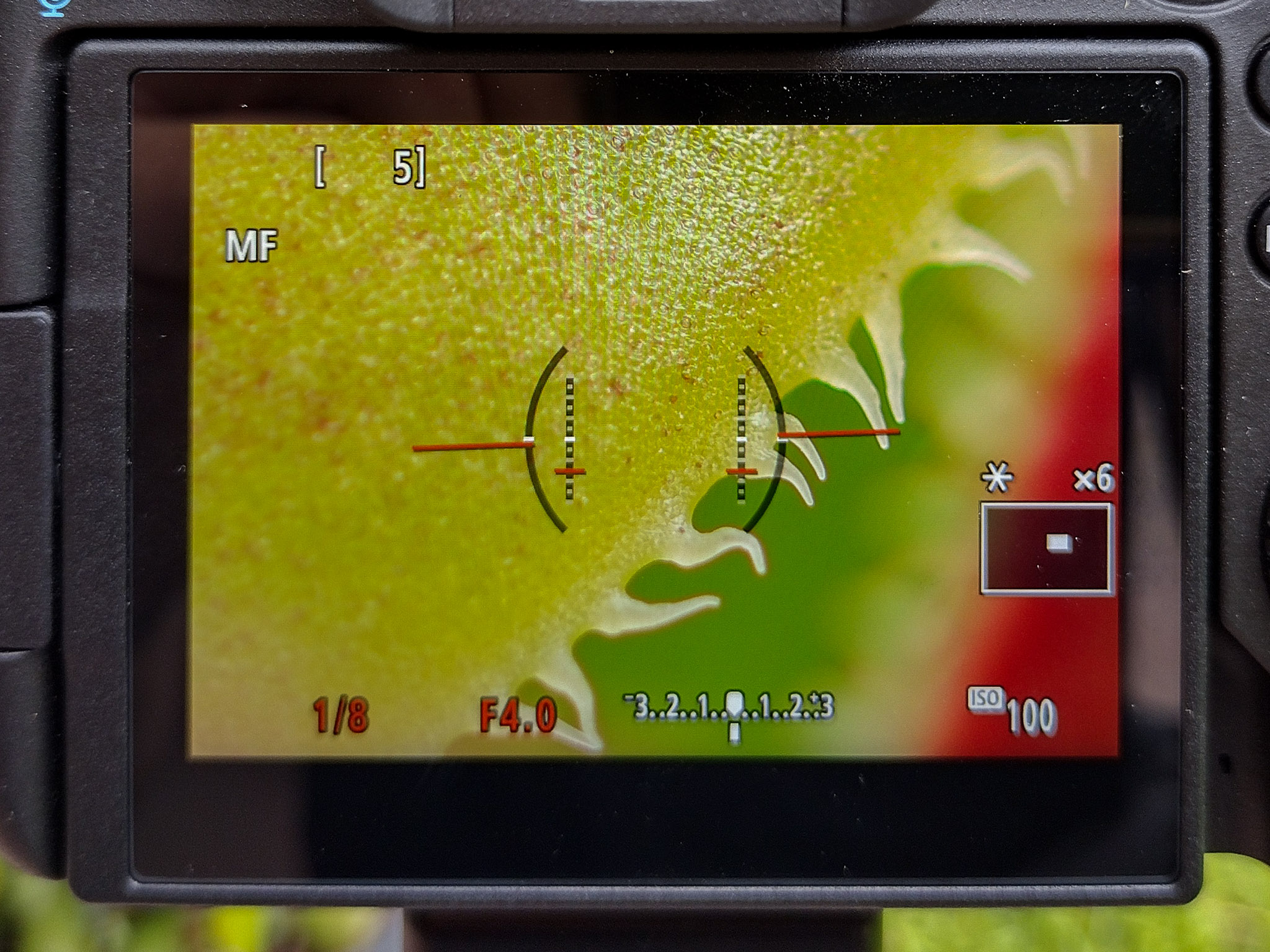 canon rf 100mm f 2.8 L macro review 01