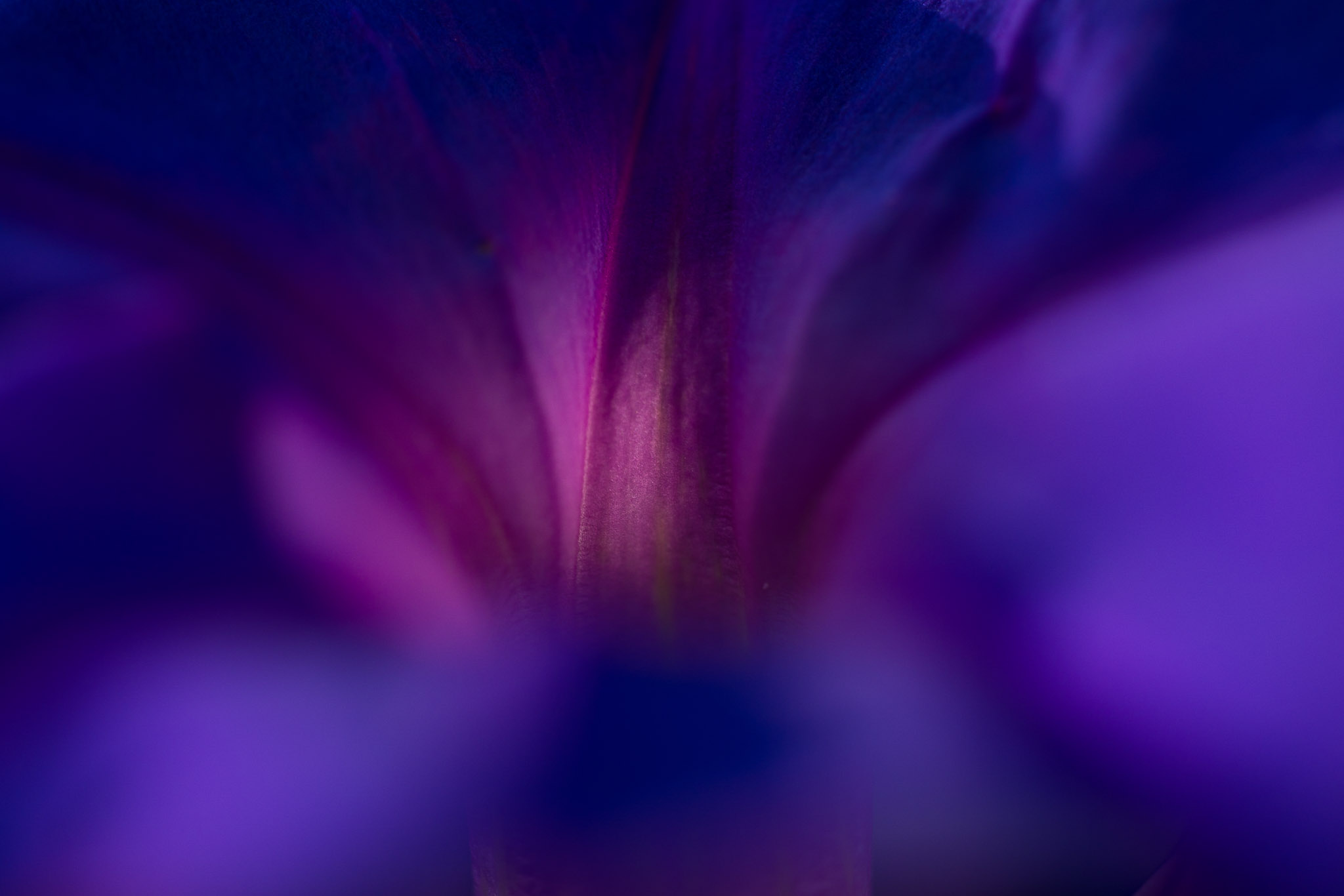 canon rf 100mm f 2.8 L macro review 10