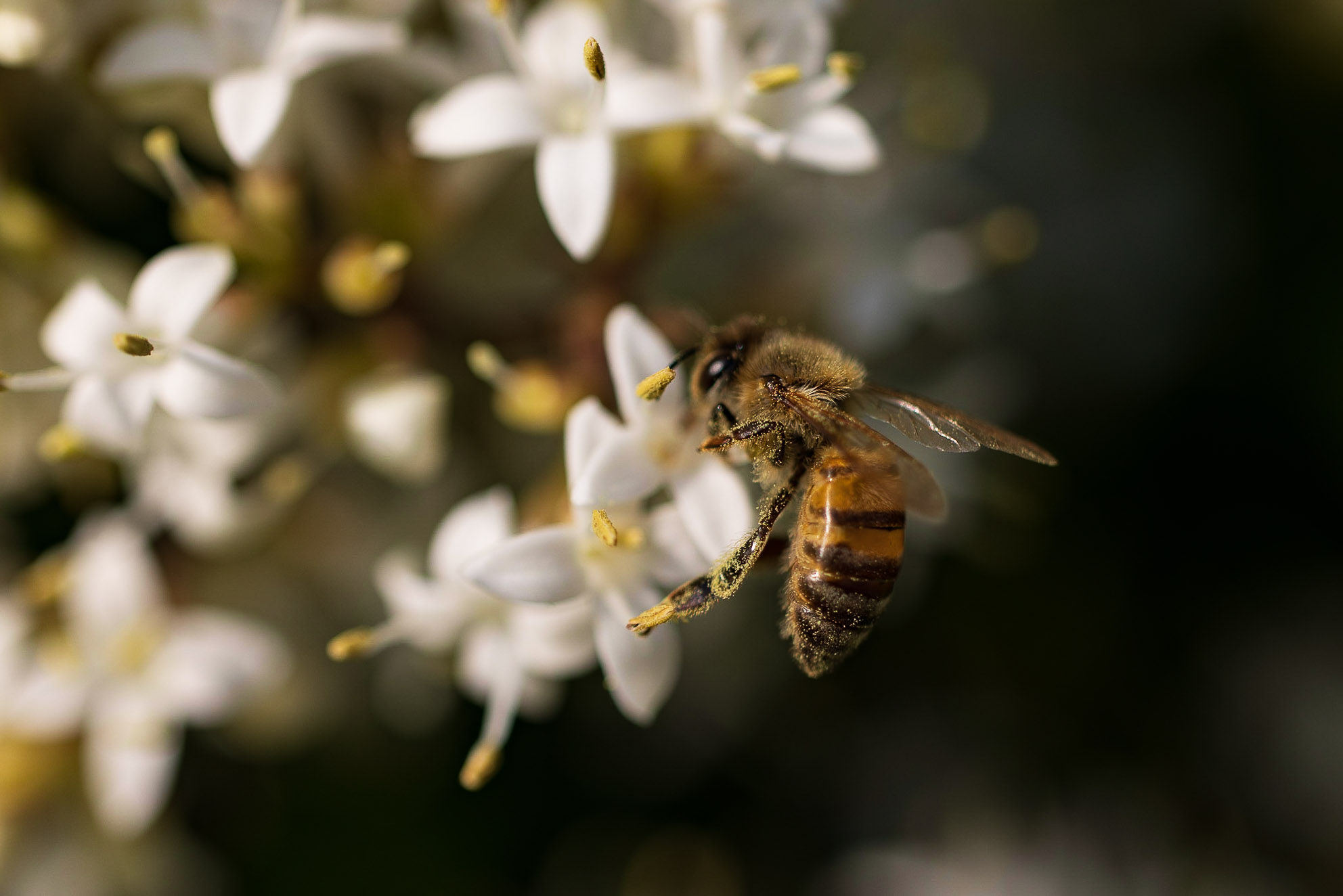 canon rf 100mm f 2.8 L macro review 11