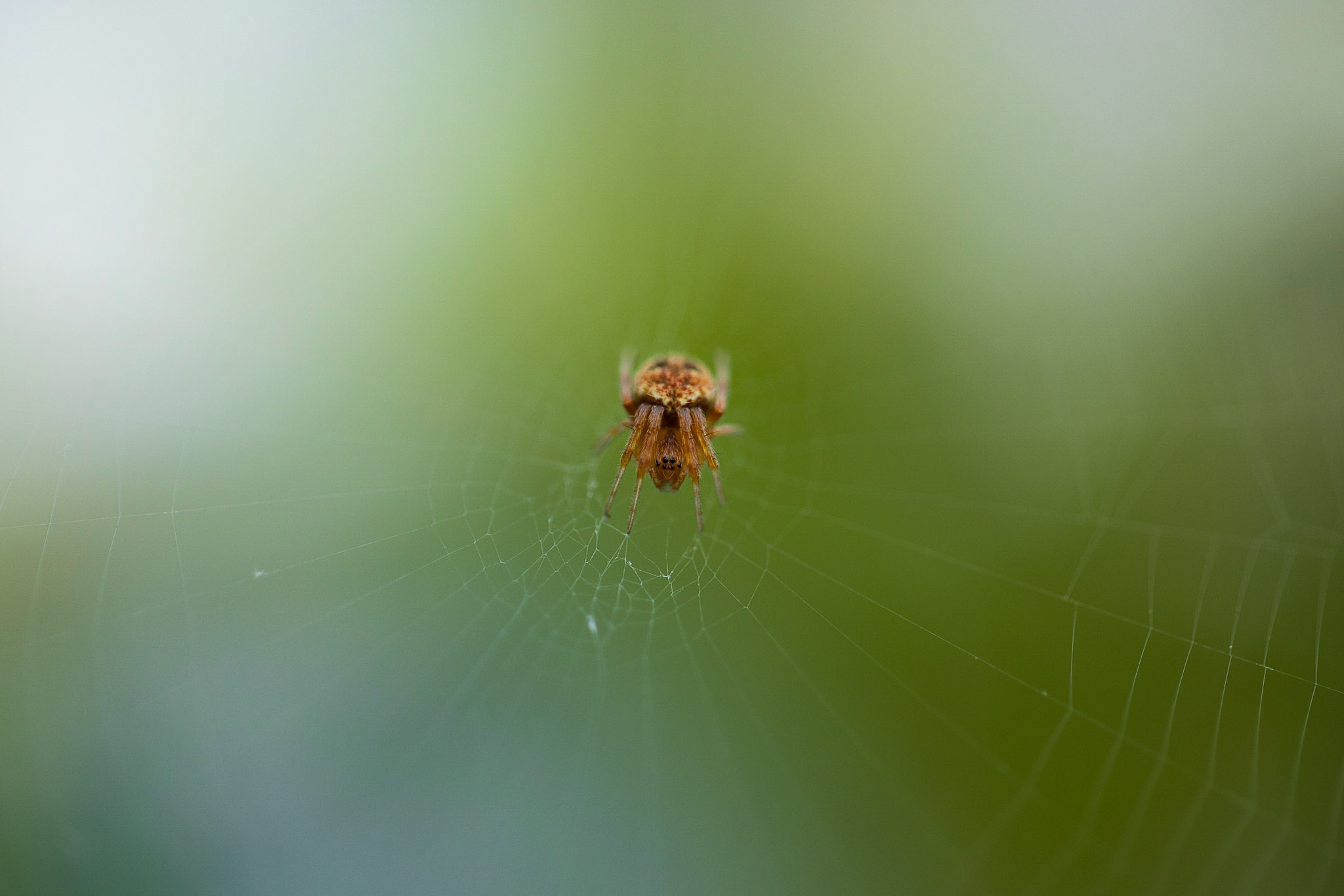 canon rf 100mm f 2.8 L macro review 21