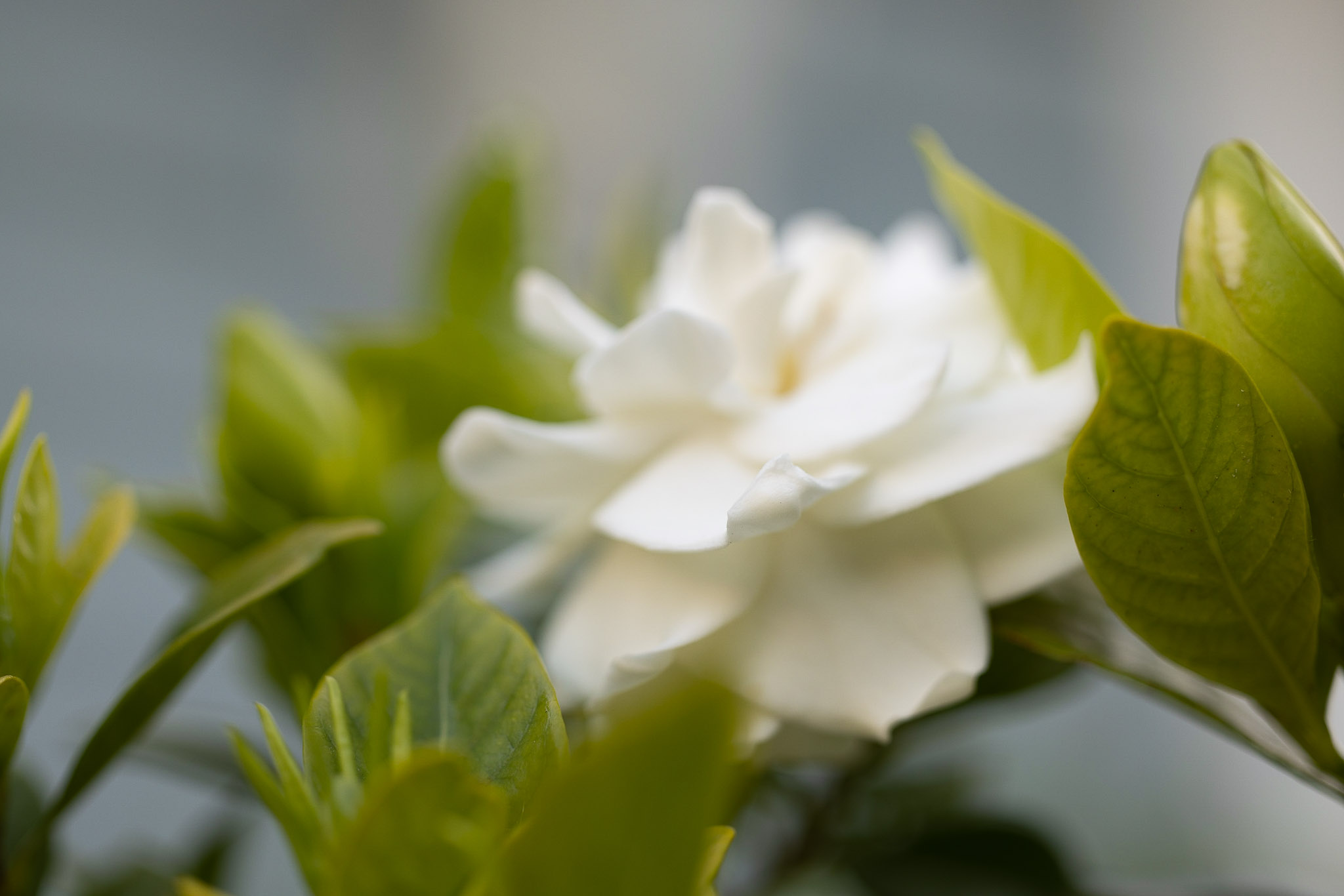 canon rf 100mm f 2.8 L macro review 22