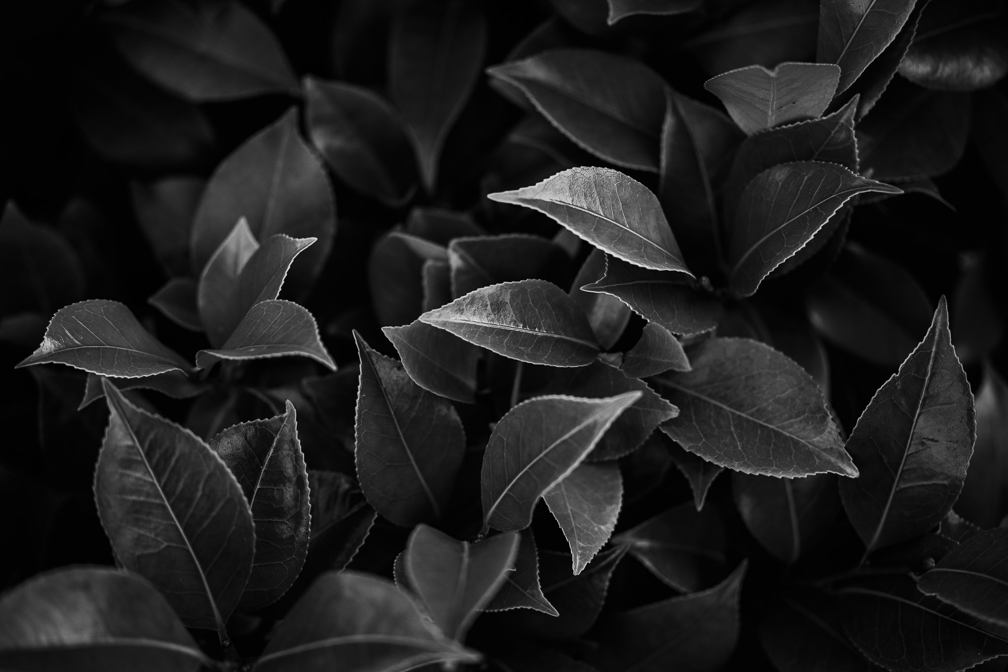 canon rf 100mm f 2.8 L macro review 23