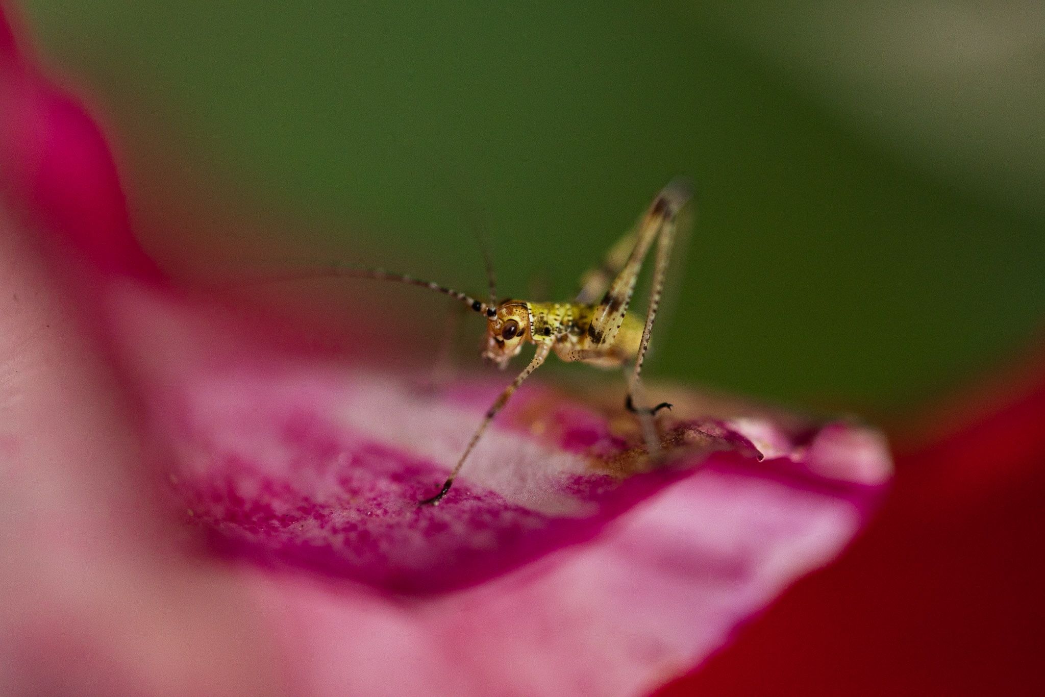 canon rf 100mm f 2.8 L macro review 24