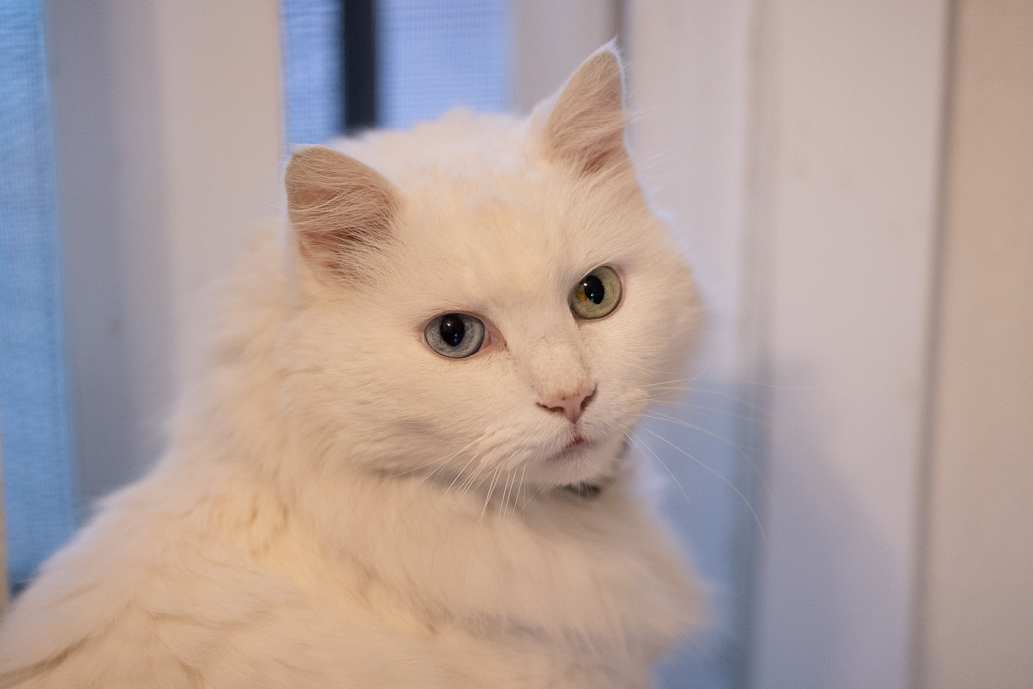 canon rf 100mm f 2.8 L macro review 27