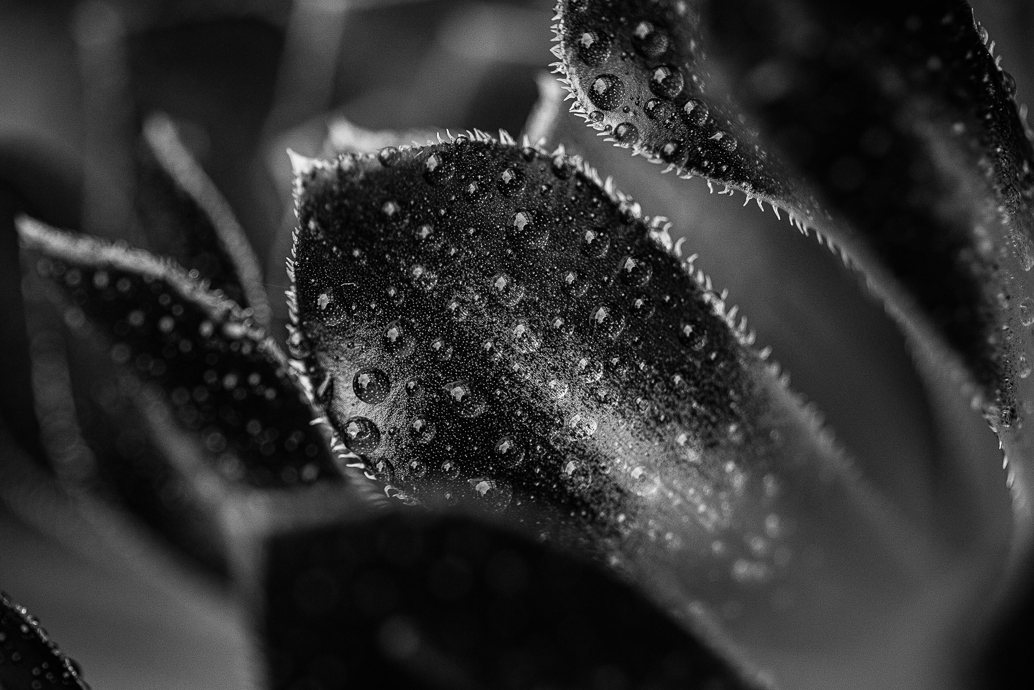 canon rf 100mm f 2.8 L macro review 28