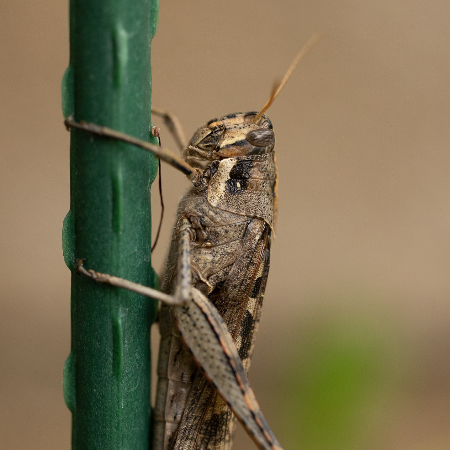 canon rf 100mm f 2.8 L macro review 29