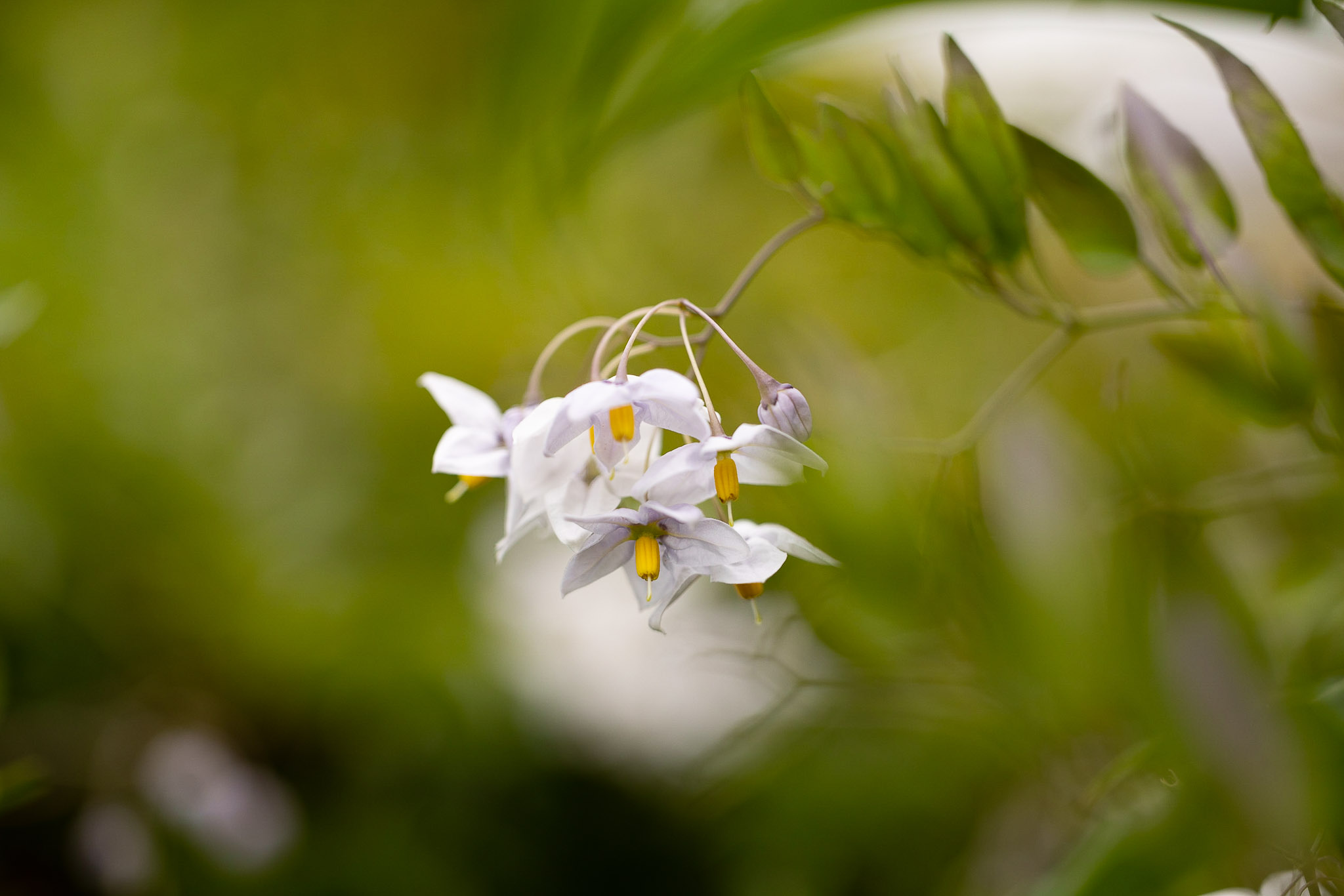 canon rf 100mm f 2.8 L macro review 30