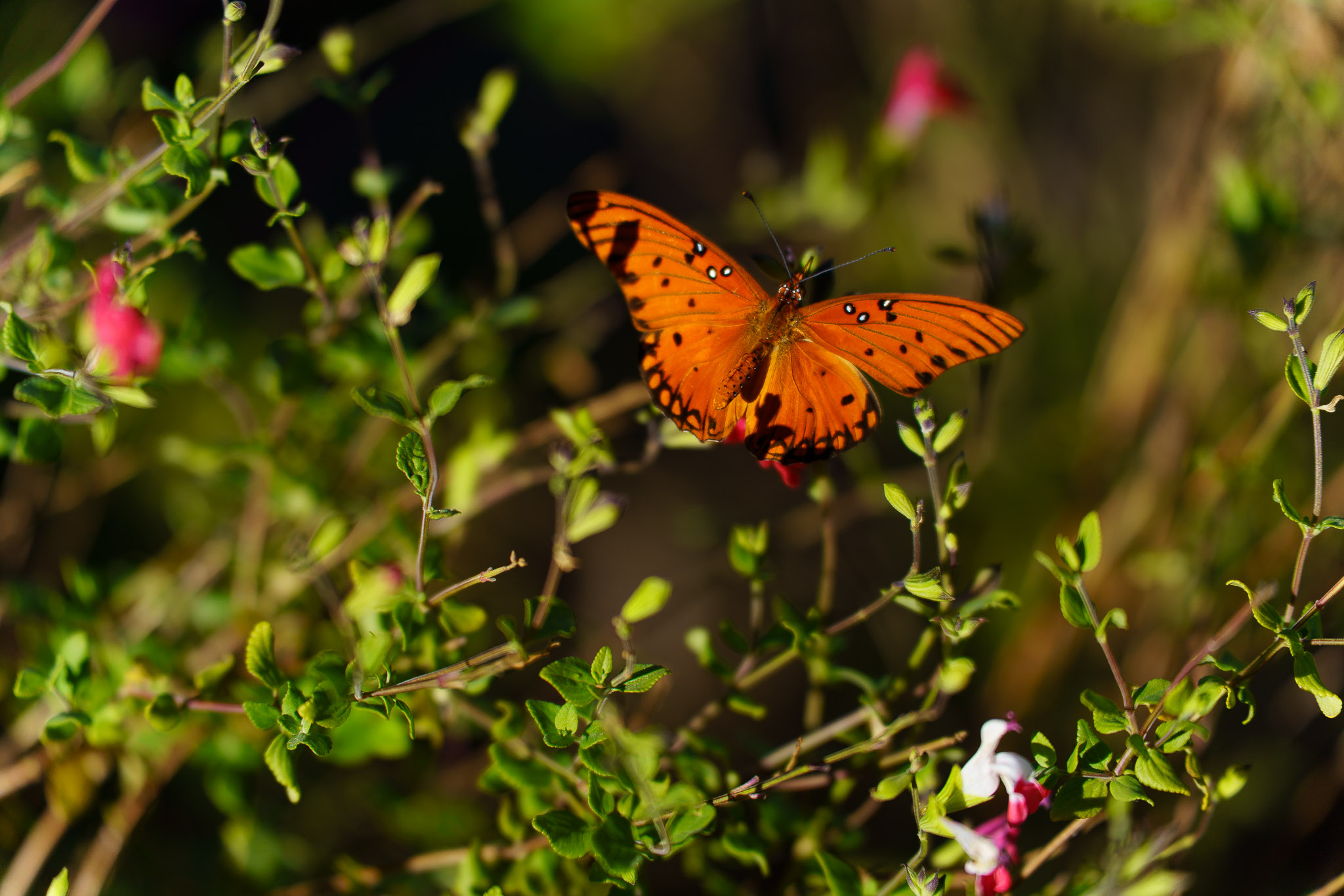 tamron 35 150mm f2 2.8 review 20