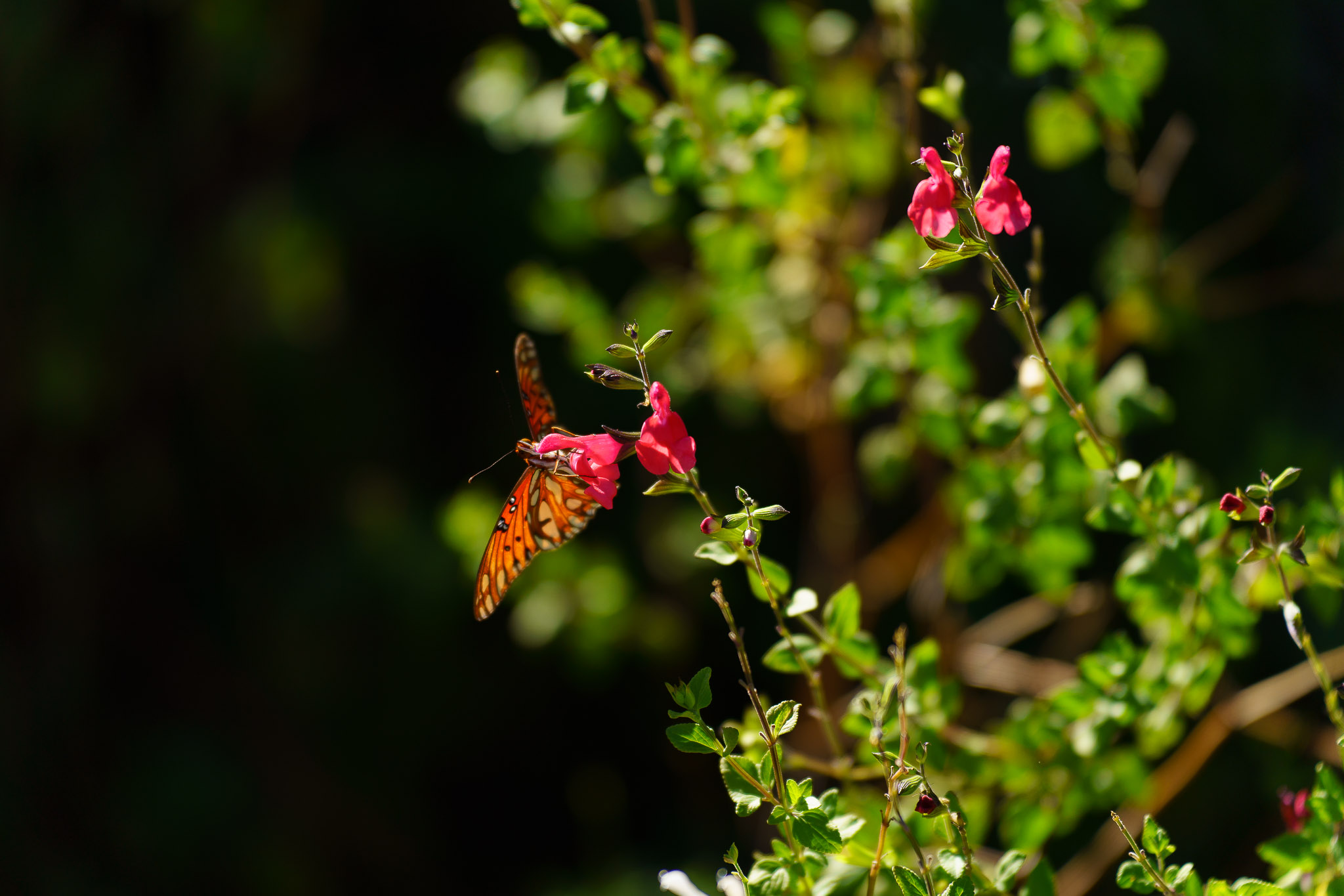 tamron 35 150mm f2 2.8 review 21