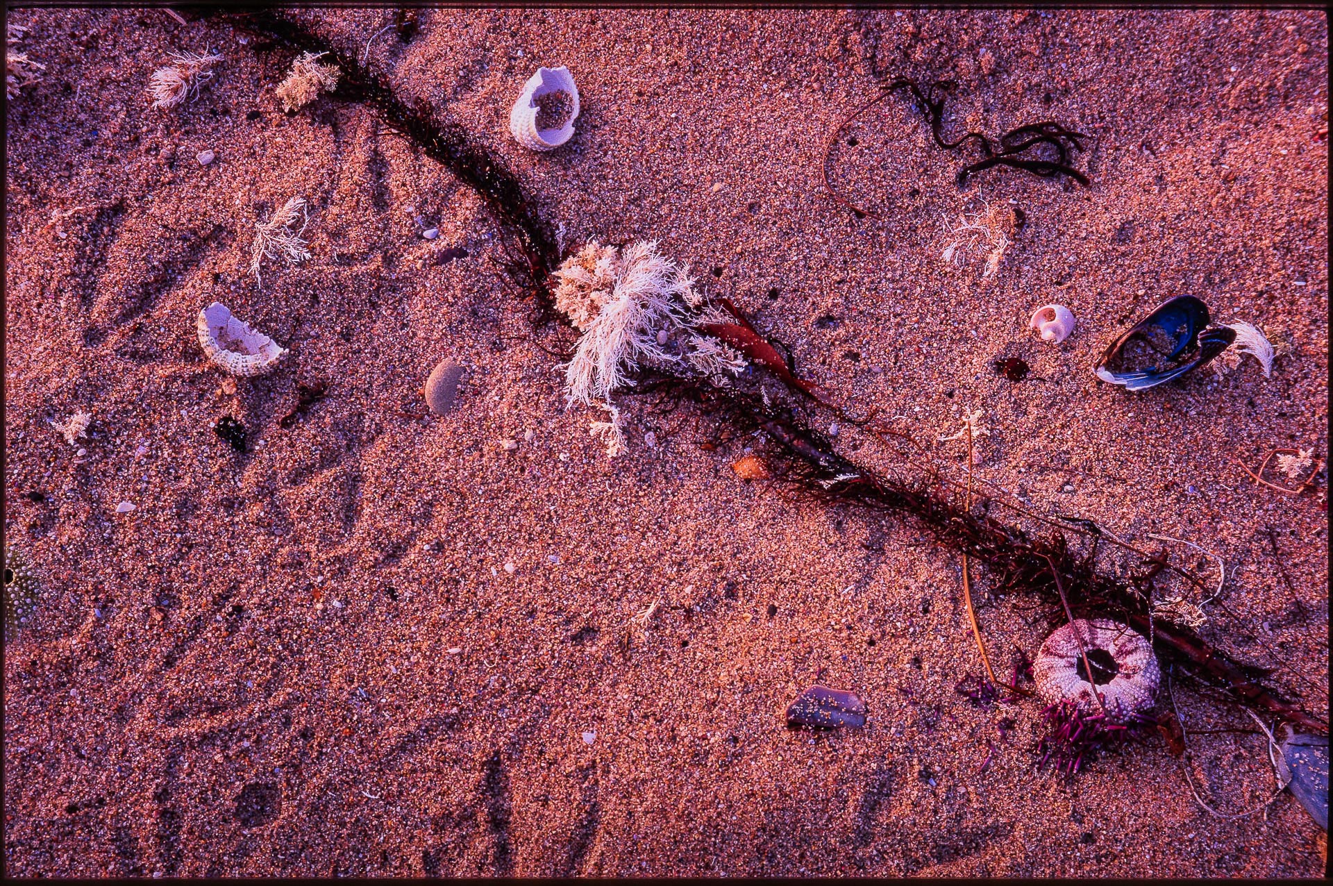 Best Film & Slide Scanner for Digitizing Your Film Collection