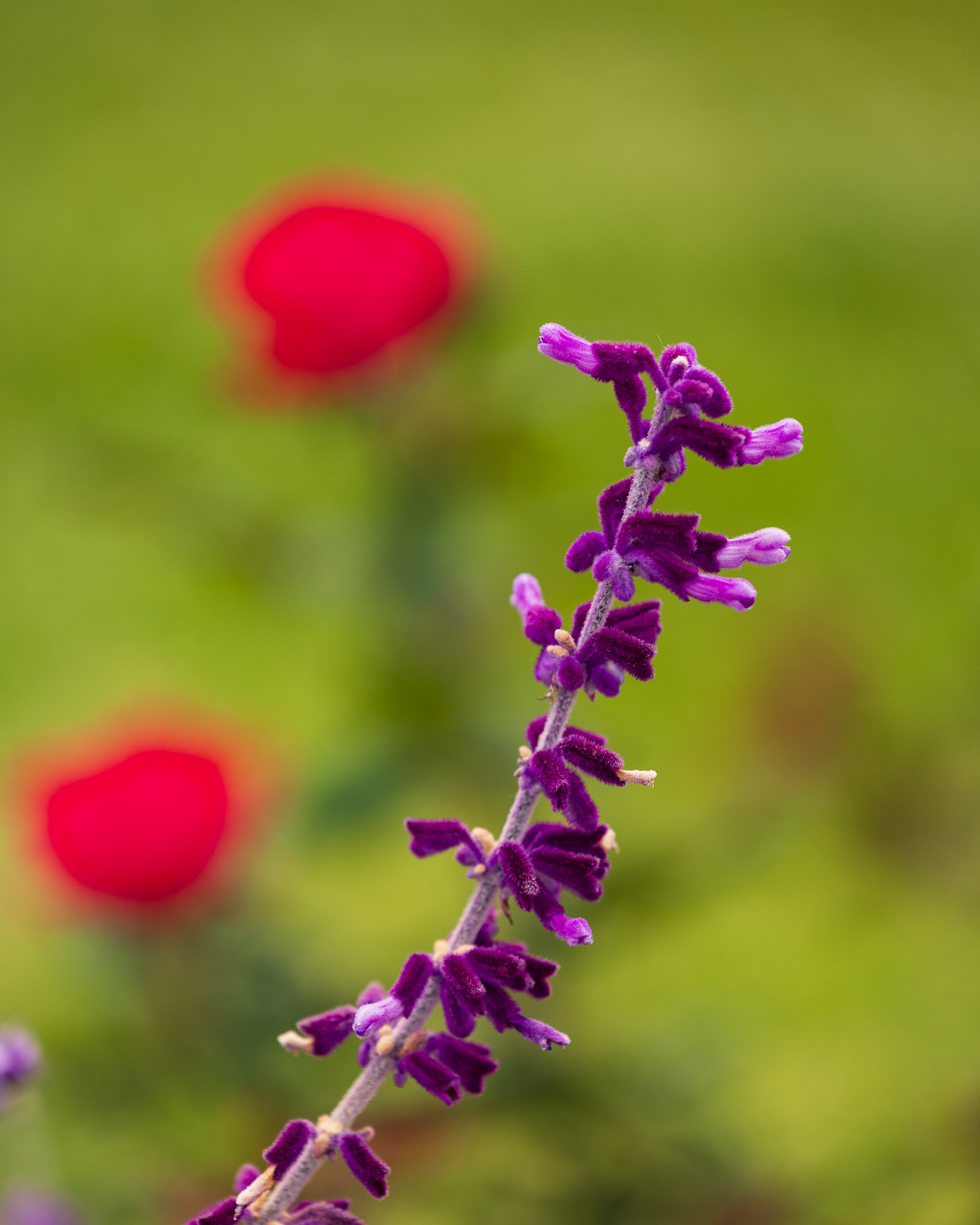 Canon RF 70 200mm f4 review