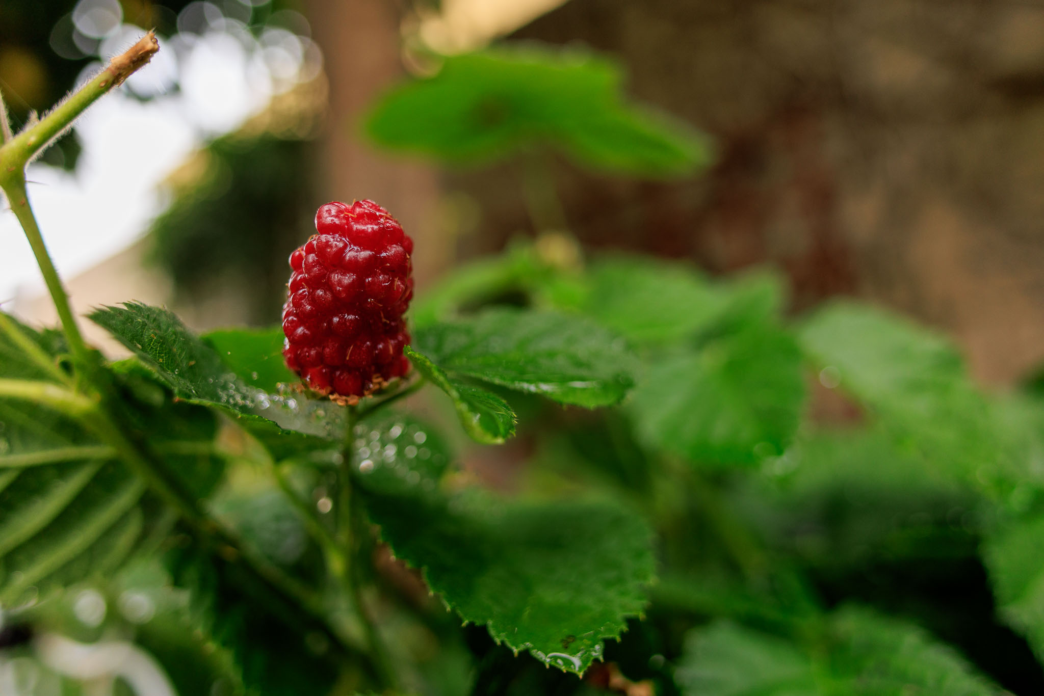 canon rf 16mm f 2.8 lens review 07