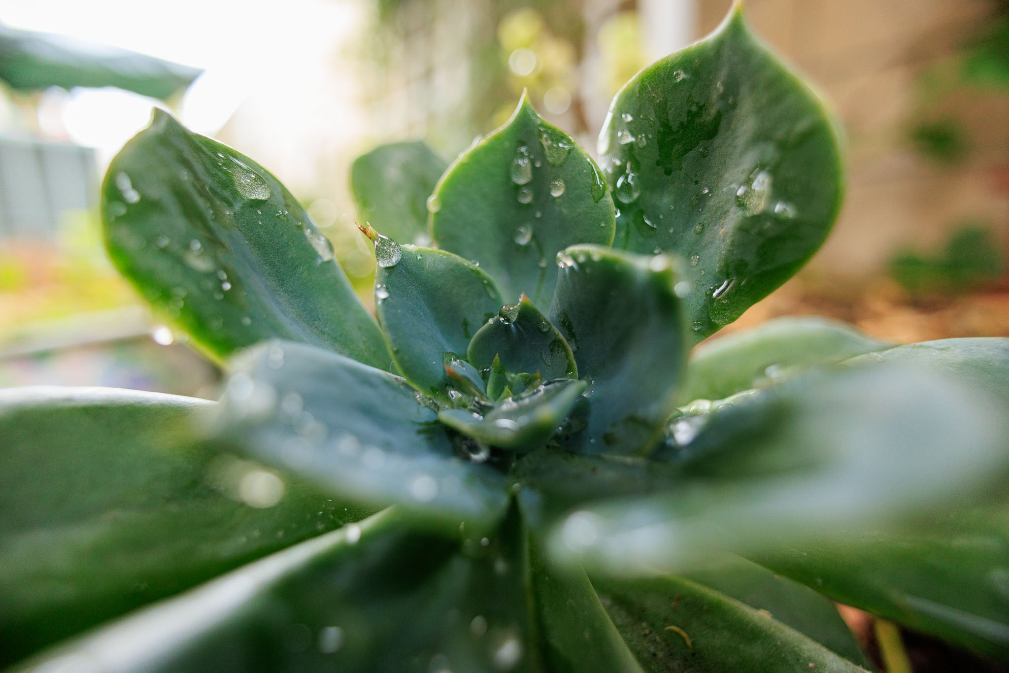 canon rf 16mm f 2.8 lens review 09