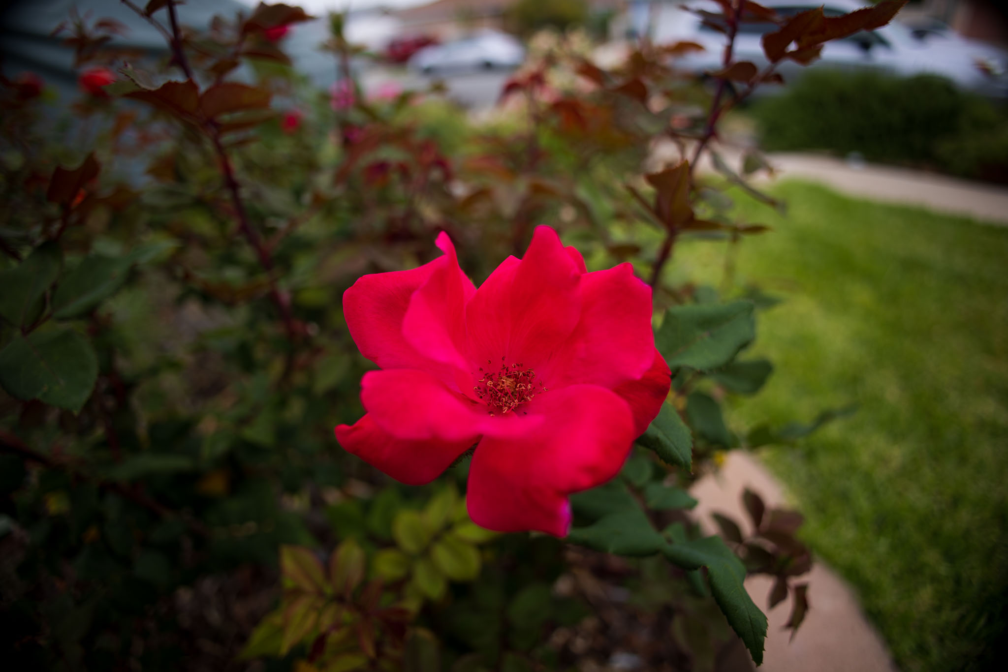 canon rf 16mm f 2.8 lens review 11