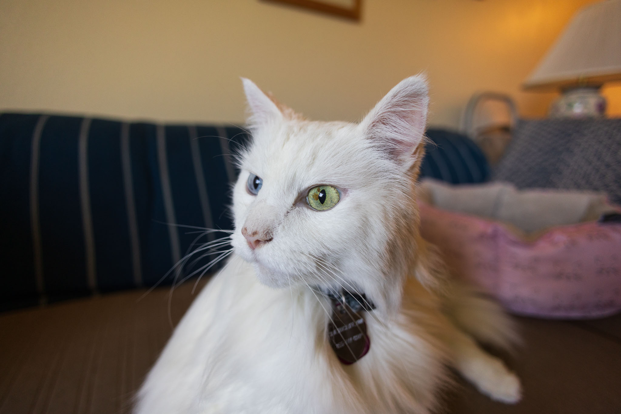 canon rf 16mm f 2.8 lens review 13