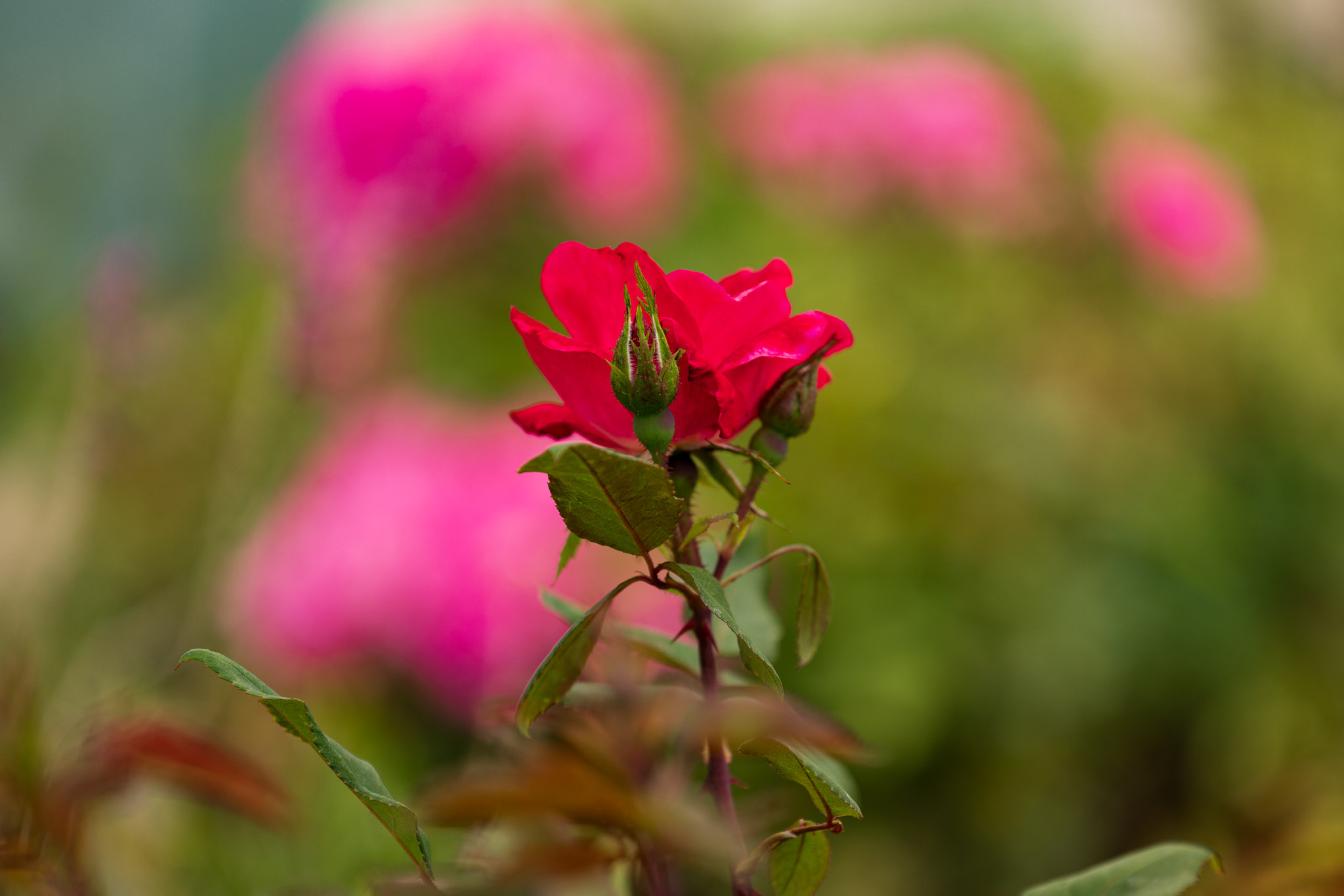 canon rf 70 200mm f4 l is review26
