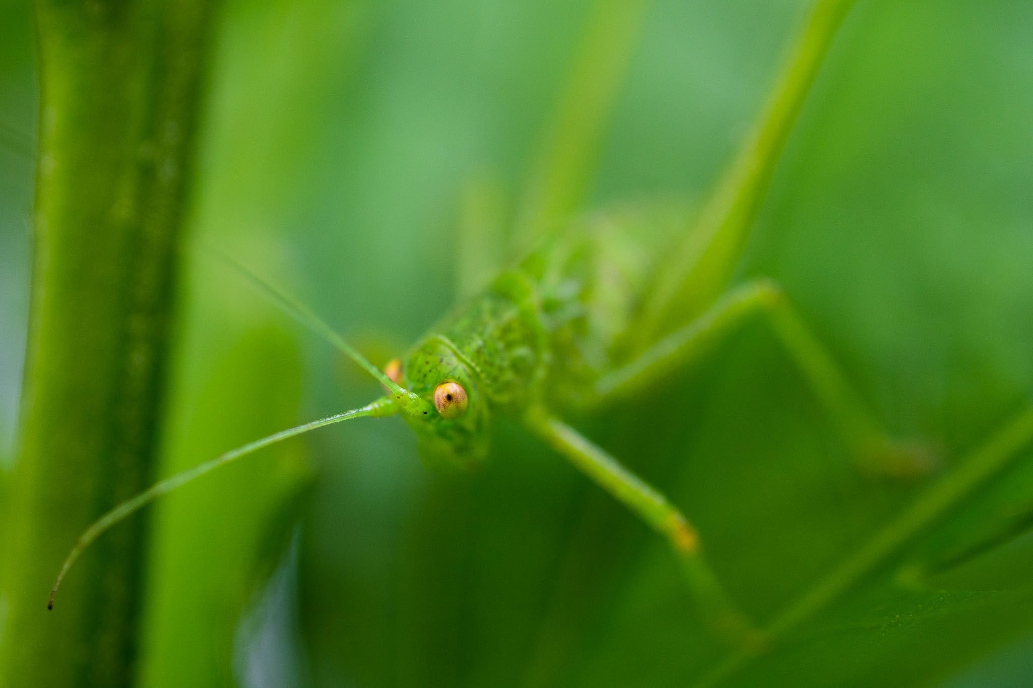macro photography lens insects up close focusing 06
