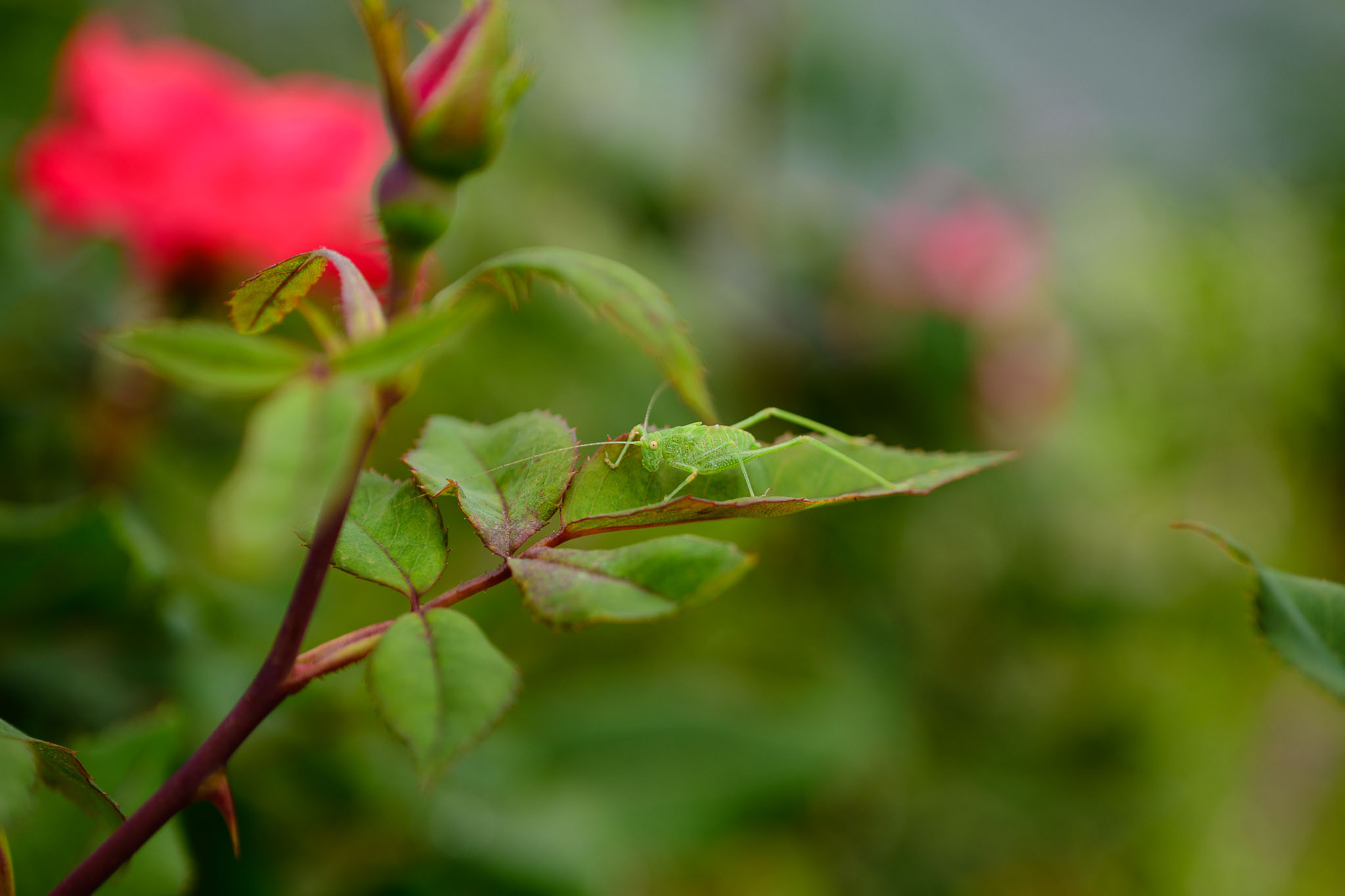 macro photography lens insects up close focusing 08