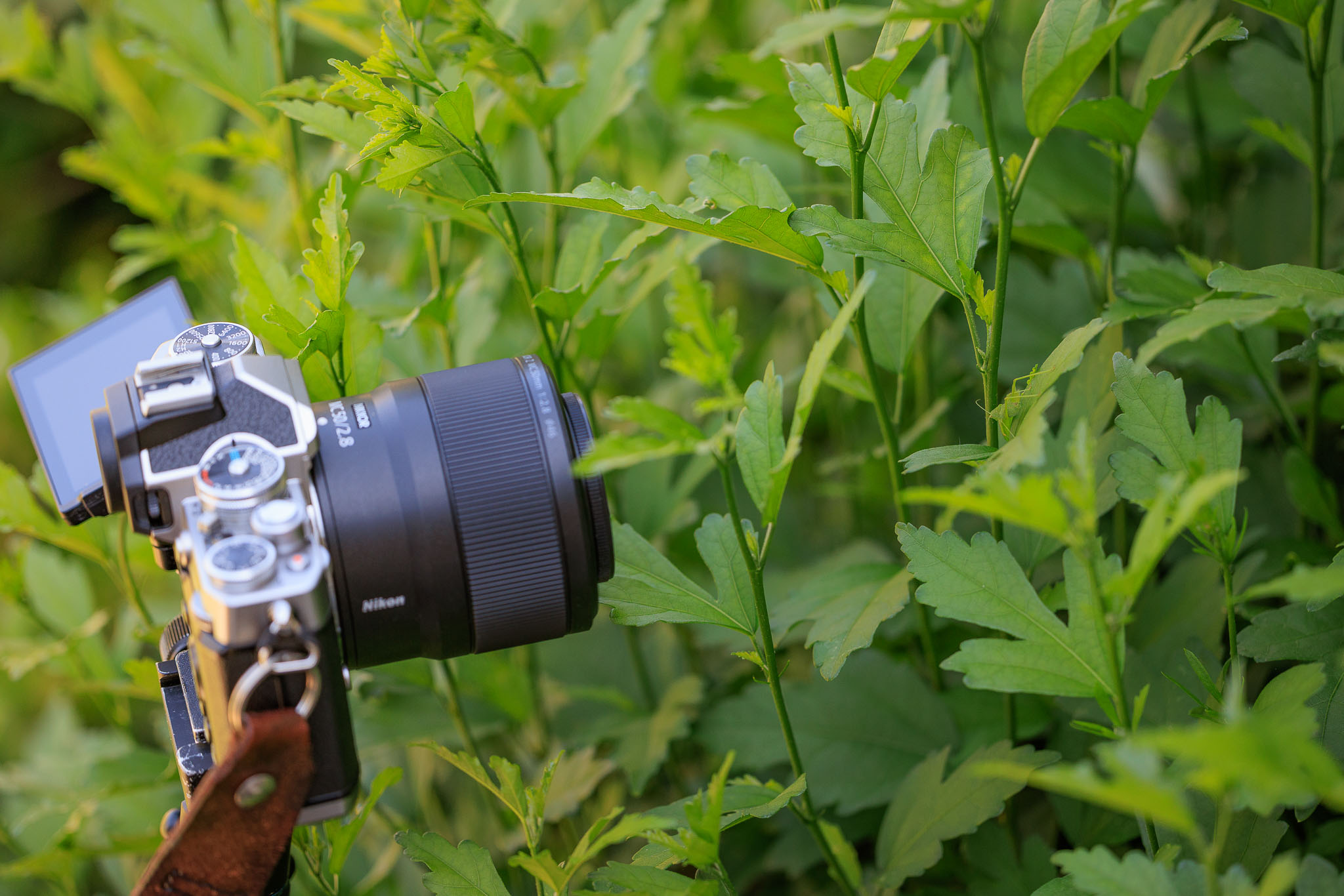 F Macro Photography Nikon 50mm Macro Macro Photography Z Mc 50mm