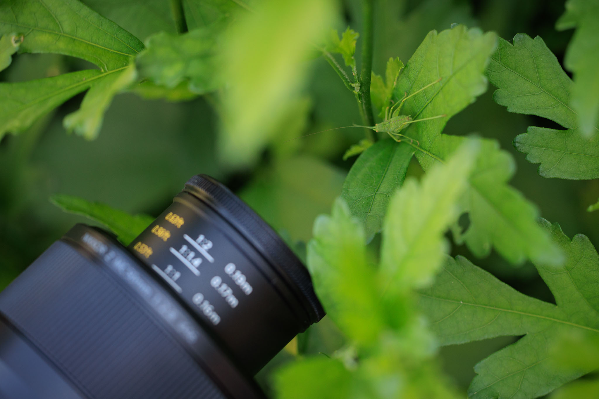 Nikon Z MC 50mm f/2.8 Macro Lens Review | Beautiful Macro Results