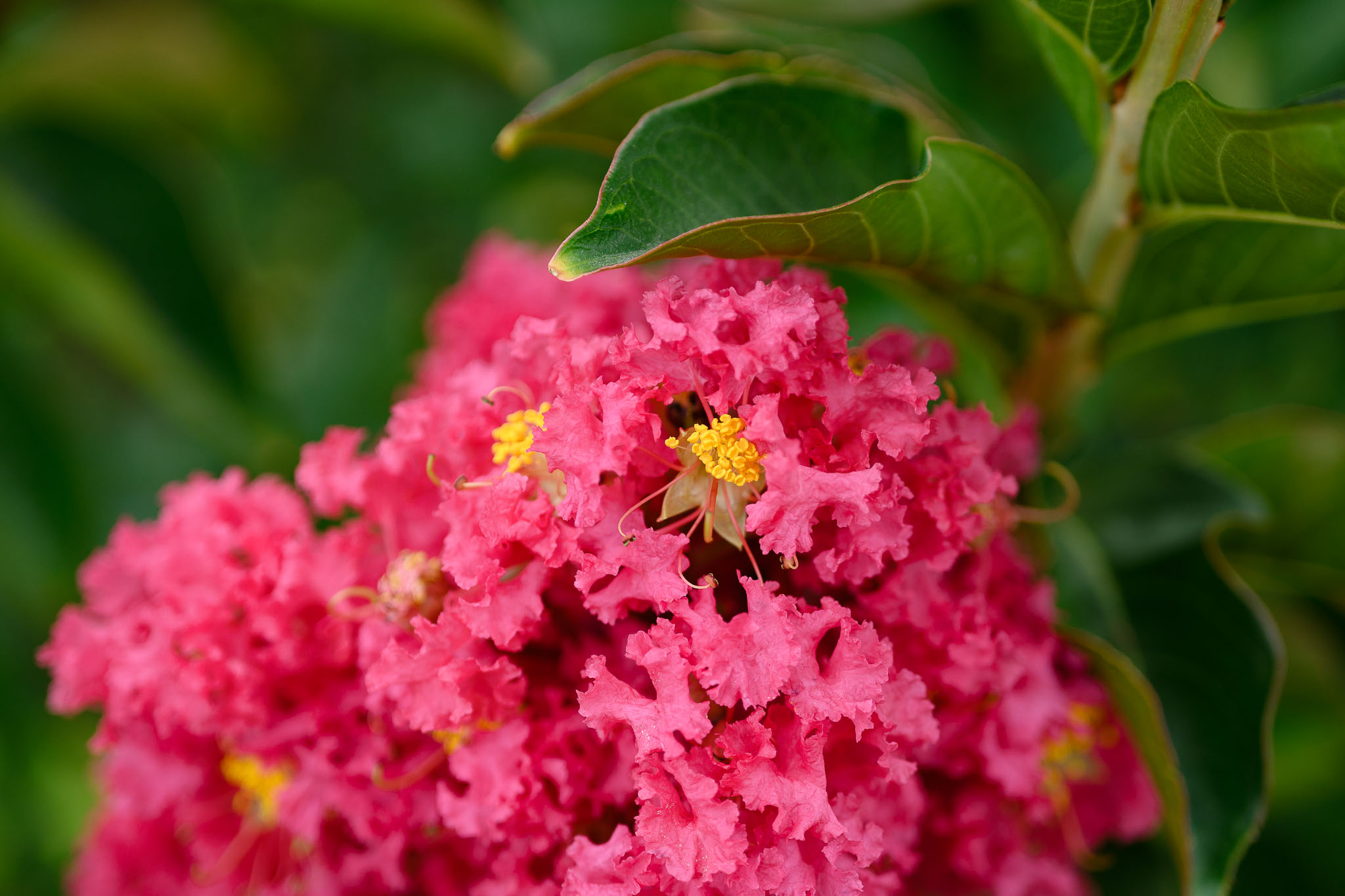 nikon z mc 50mm f2.8 macro lens review 11