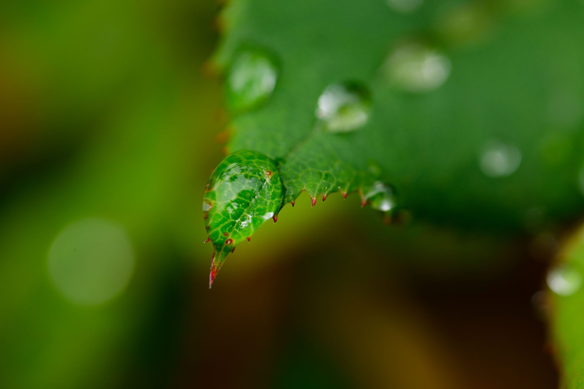 nikon z mc 50mm f2.8 macro lens review 18