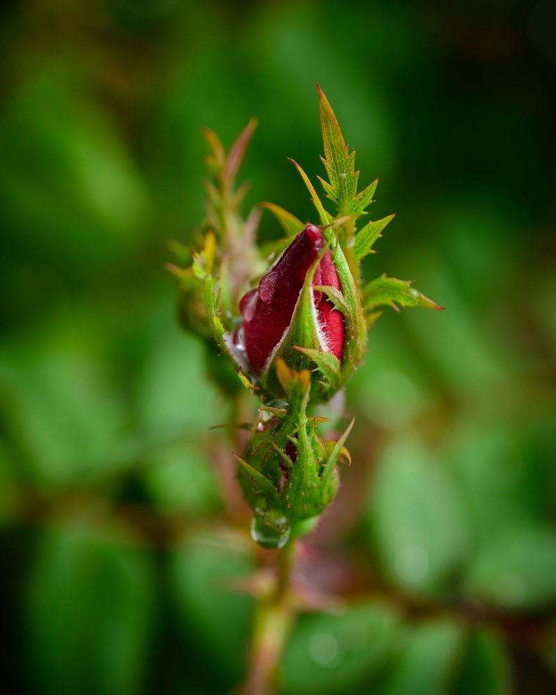 nikon z mc 50mm f2.8 macro lens review 20