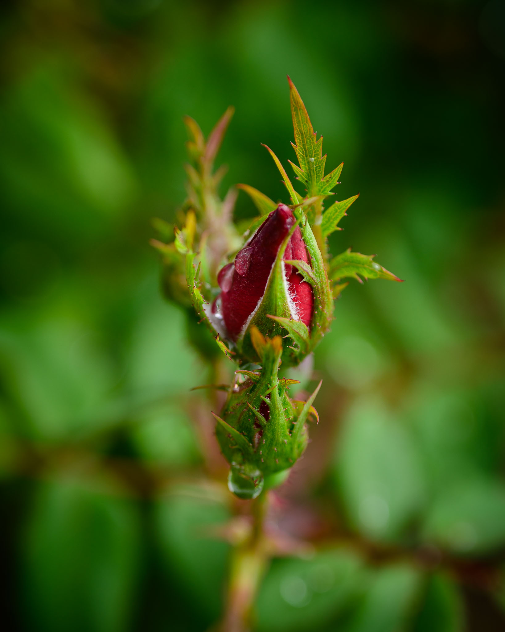 nikon z mc 50mm f2.8 macro lens review 20