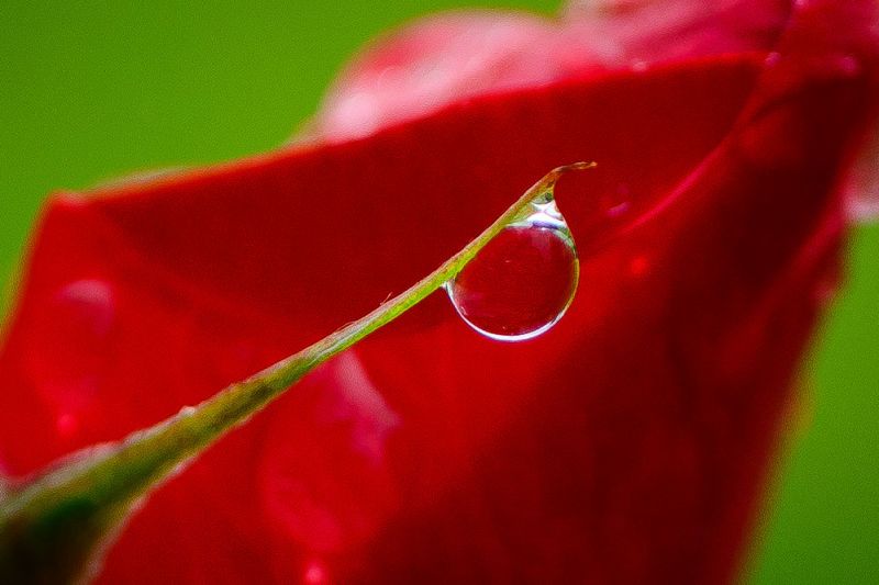 nikon z mc 50mm f2.8 macro lens review 22