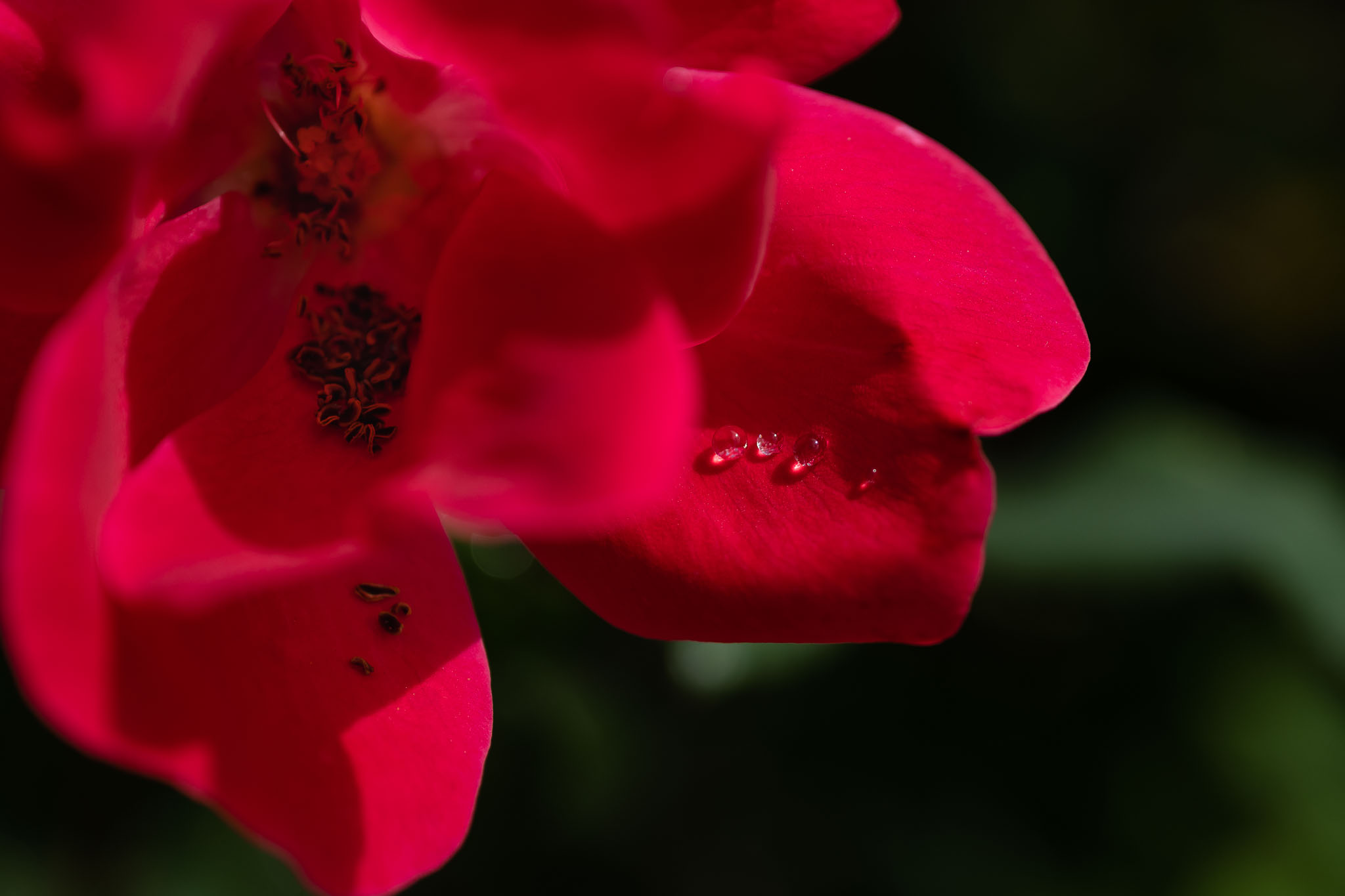 nikon z mc 50mm f2.8 macro lens review 24