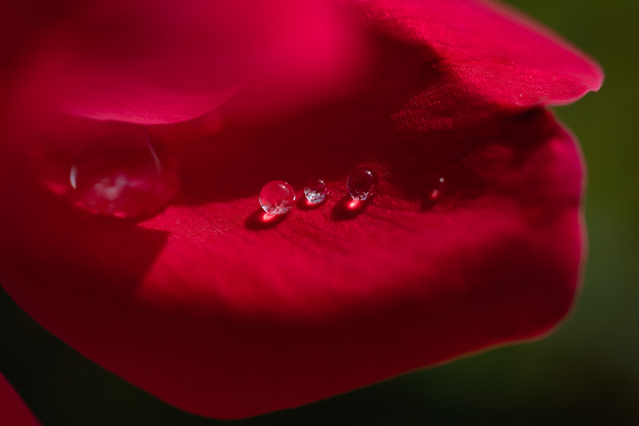 nikon z mc 50mm f2.8 macro lens review 25