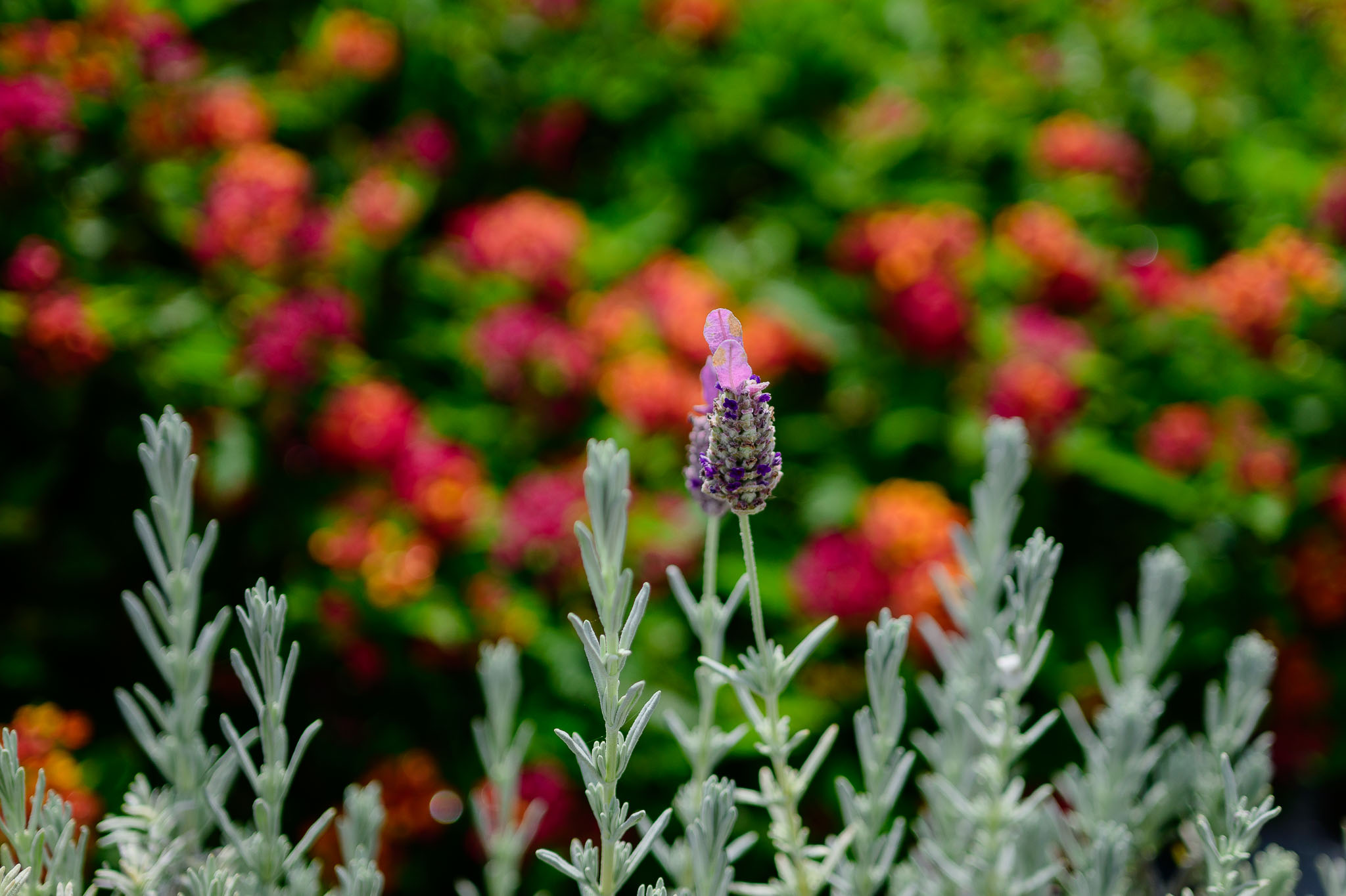 nikon z mc 50mm f2.8 macro lens review 26