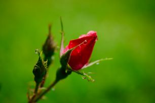 nikon z mc 50mm f2.8 macro lens review