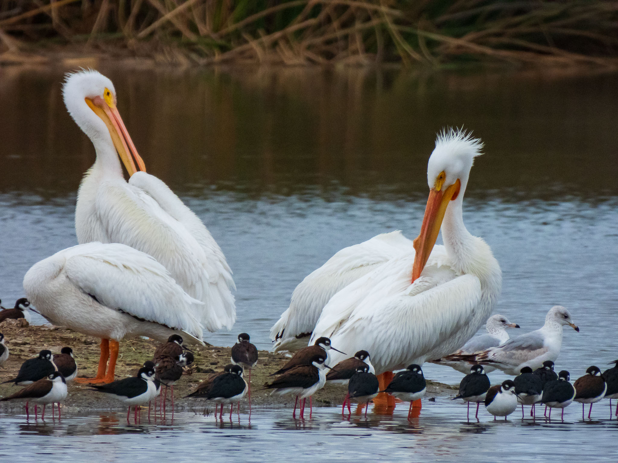 Nikon Coolpix P950 best compact camera for wildlife photography