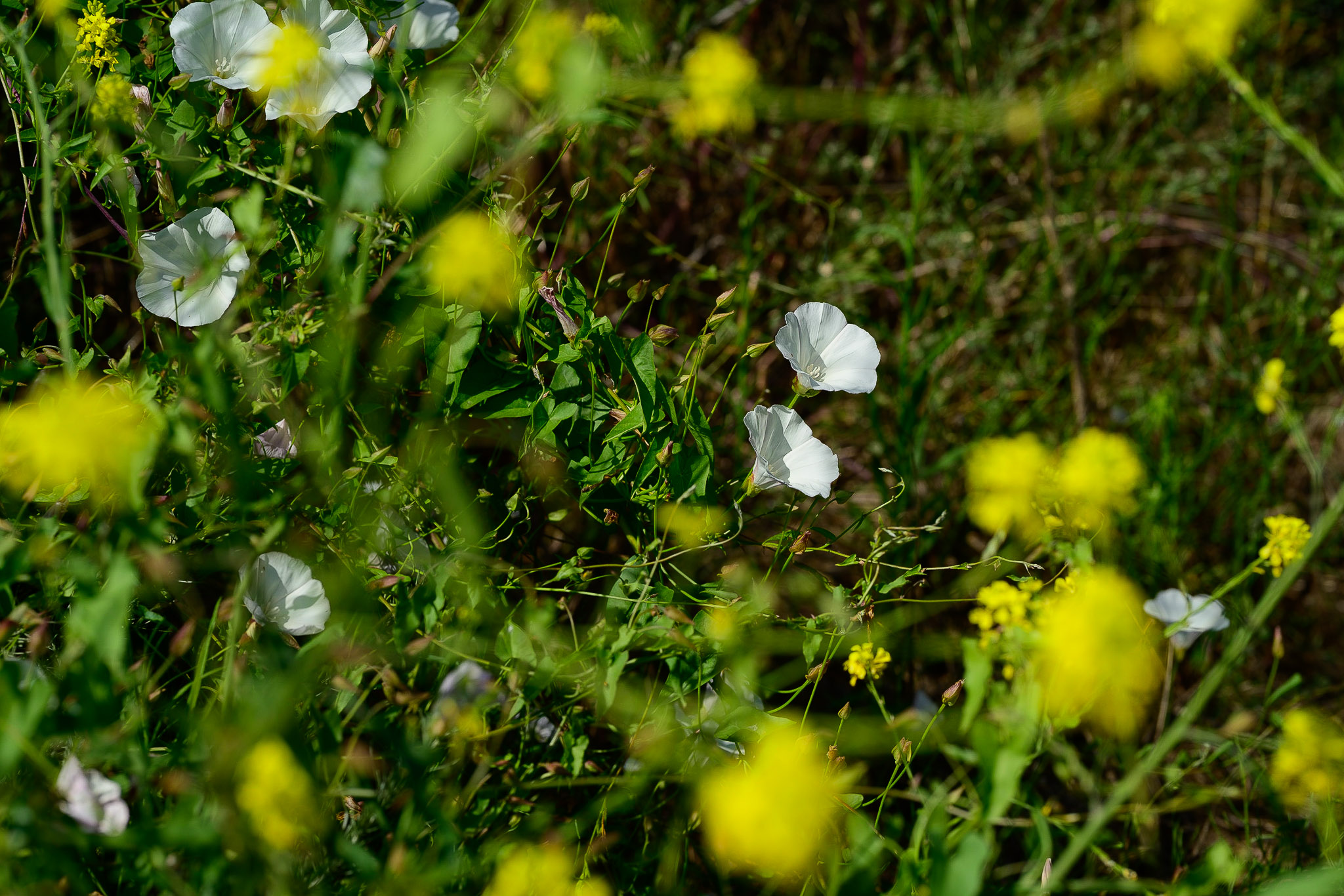 Nikon Z 85mm f/1.2 Review Bokeh