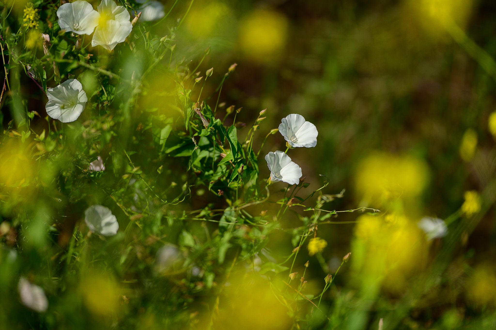 Nikon Z 85mm f/1.2 Review Bokeh 
