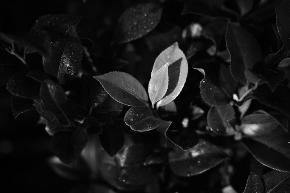 Simplified export process in Zoner Studio